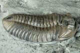 Flexicalymene Trilobite Fossil - Indiana #289059-1